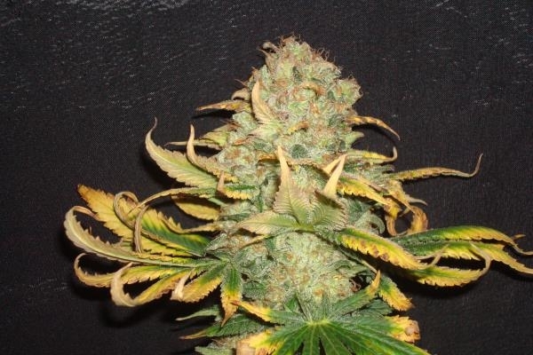 Ice (Royal Queen Seeds) feminizada