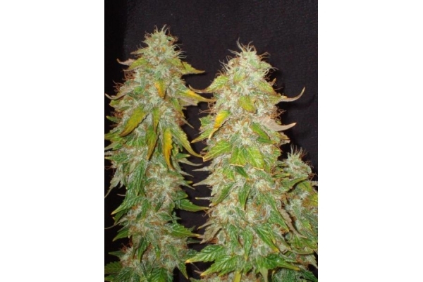 Ice (Royal Queen Seeds) feminizada