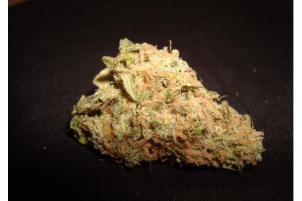 Ice (Royal Queen Seeds) feminizada