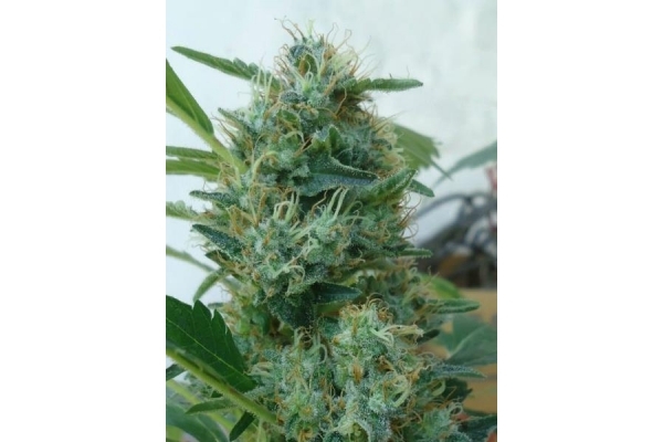 Fruit Spirit (Royal Queen Seeds) feminizada Fruit Spirit (Royal Queen Seeds) feminizada