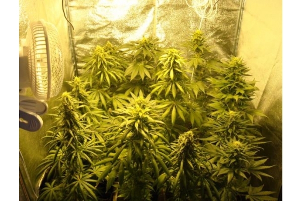 Fruit Spirit (Royal Queen Seeds) feminizada