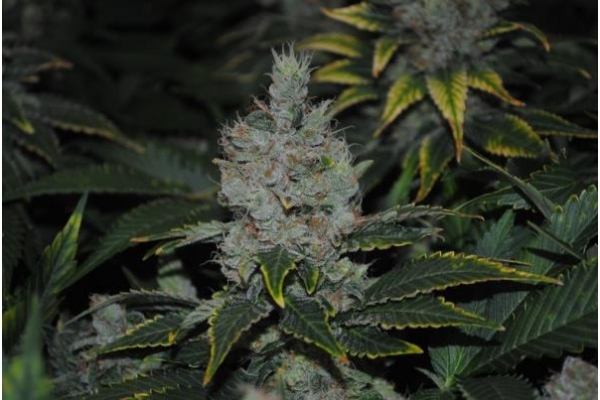 Fruit Spirit (Royal Queen Seeds) feminizada