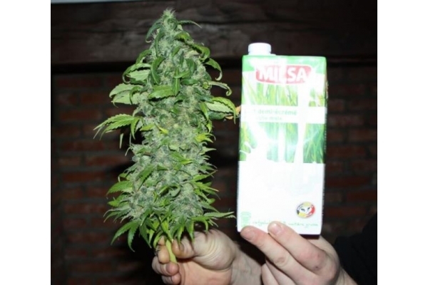 Fruit Spirit (Royal Queen Seeds) feminizada