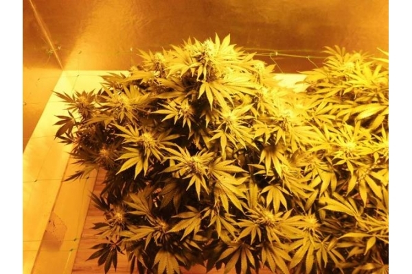 Fruit Spirit (Royal Queen Seeds) feminizada Fruit Spirit (Royal Queen Seeds) feminizada