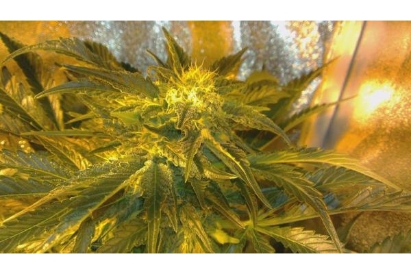 Power Flower (Royal Queen Seeds) feminizada