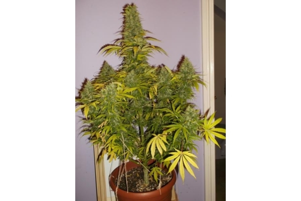 Shining Silver Haze (Royal Queen Seeds) feminizada