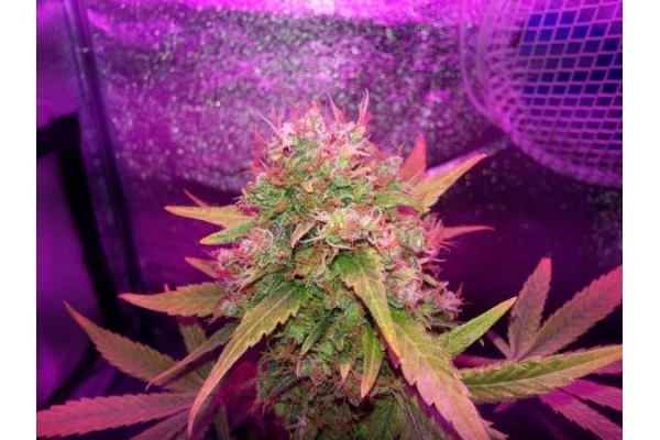 Shining Silver Haze (Royal Queen Seeds) feminizada