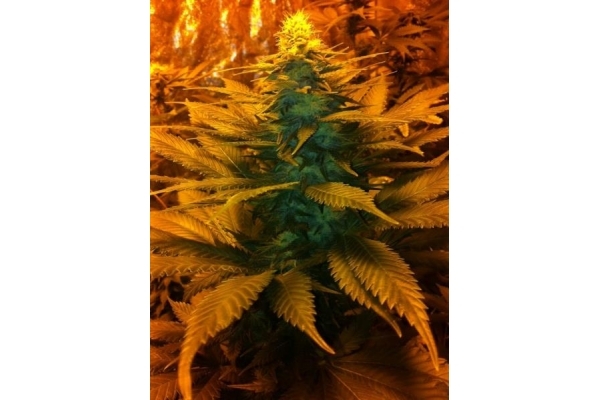 Blue Mystic (Royal Queen Seeds) feminizada Blue Mystic (Royal Queen Seeds) feminizada