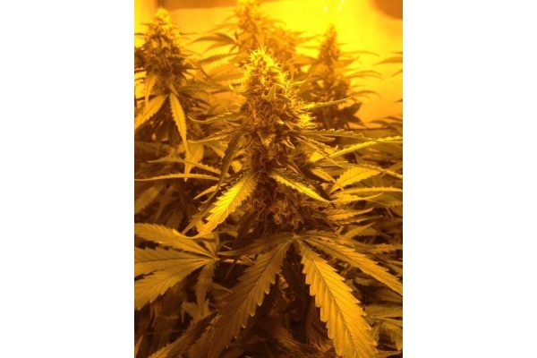 Northern Light (Royal Queen Seeds) Feminizada