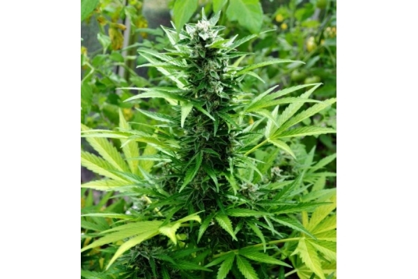 Northern Light (Royal Queen Seeds) Feminizada
