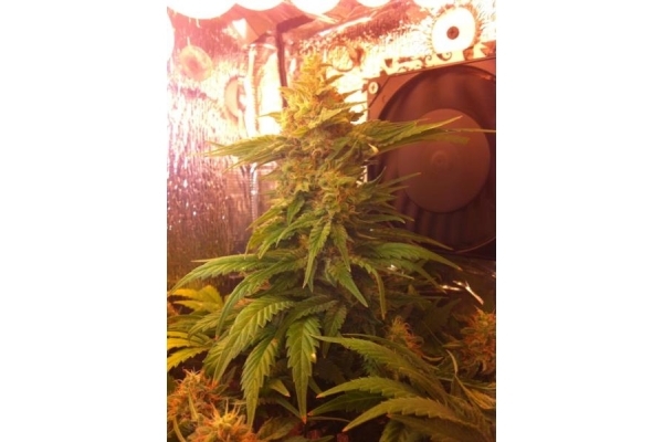 Critical (Royal Queen Seeds) Feminizada