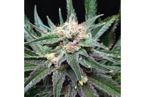 Critical (Royal Queen Seeds) Feminizada