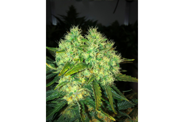 Critical (Royal Queen Seeds) Feminizada