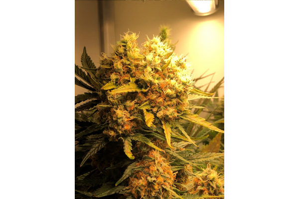 Critical (Royal Queen Seeds) Feminizada