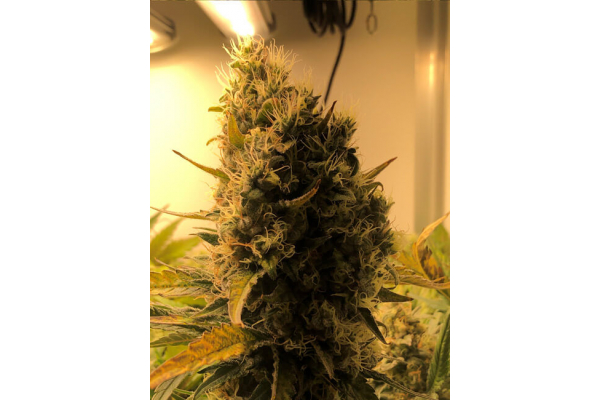 Critical (Royal Queen Seeds) Feminizada