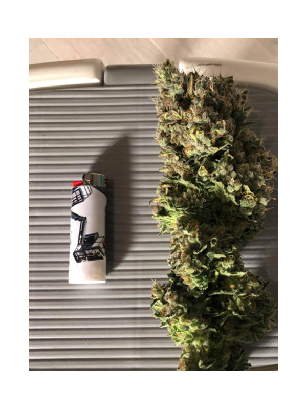 Critical (Royal Queen Seeds) Feminizada