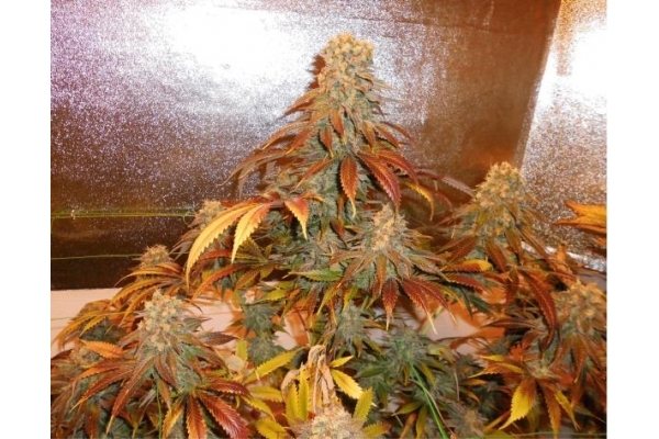 Royal Moby (Royal Queen Seeds) feminizada Royal Moby (Royal Queen Seeds) feminizada