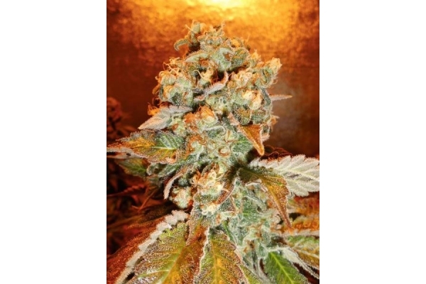 Royal Moby (Royal Queen Seeds) feminizada Royal Moby (Royal Queen Seeds) feminizada