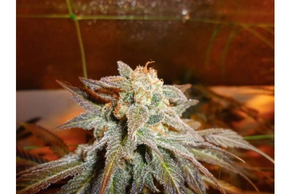Royal Moby (Royal Queen Seeds) feminizada Royal Moby (Royal Queen Seeds) feminizada