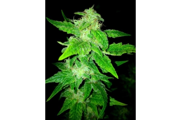 OG Kush (Royal Queen Seeds) feminizada