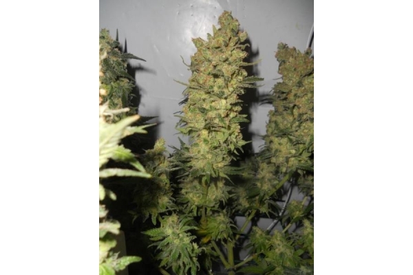 OG Kush (Royal Queen Seeds) feminizada