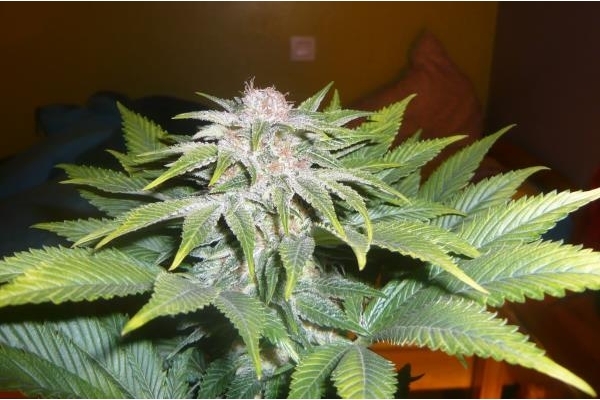 OG Kush (Royal Queen Seeds) feminizada