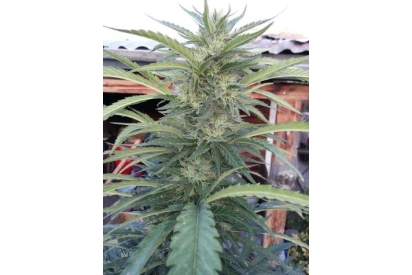 OG Kush (Royal Queen Seeds) feminizada