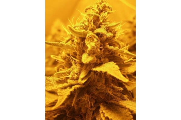 OG Kush (Royal Queen Seeds) feminizada