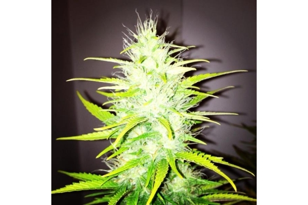 Royal Dwarf Autoflorescente (Royal Queen Seeds) feminizada
