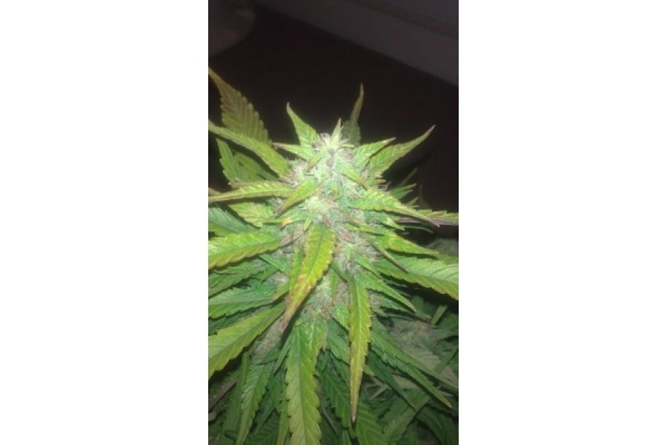 Royal Dwarf Autoflorescente (Royal Queen Seeds) feminizada