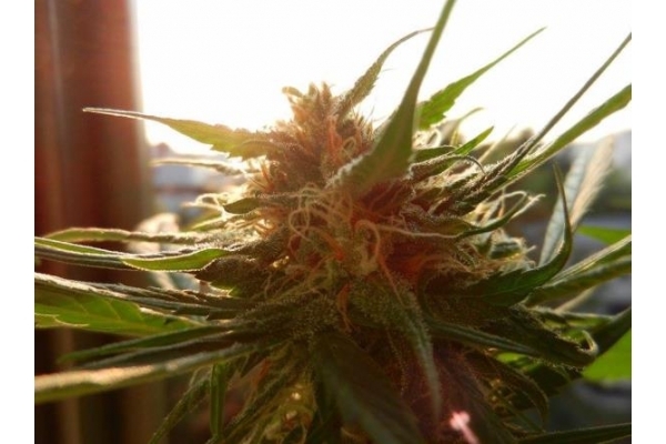 Royal Dwarf Autoflorescente (Royal Queen Seeds) feminizada