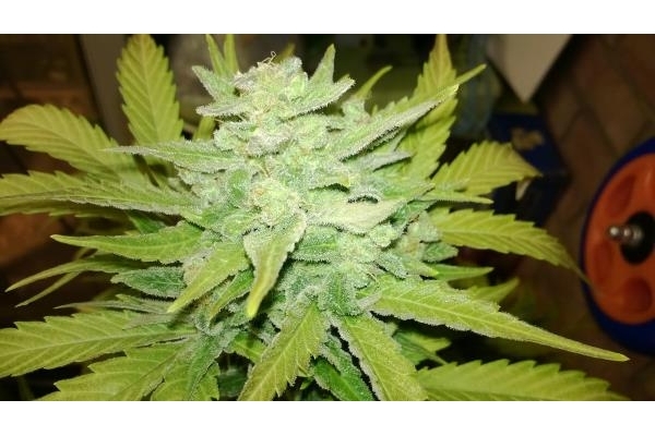 Royal Dwarf Autoflorescente (Royal Queen Seeds) feminizada