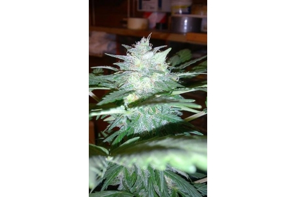 Royal Dwarf Autoflorescente (Royal Queen Seeds) feminizada