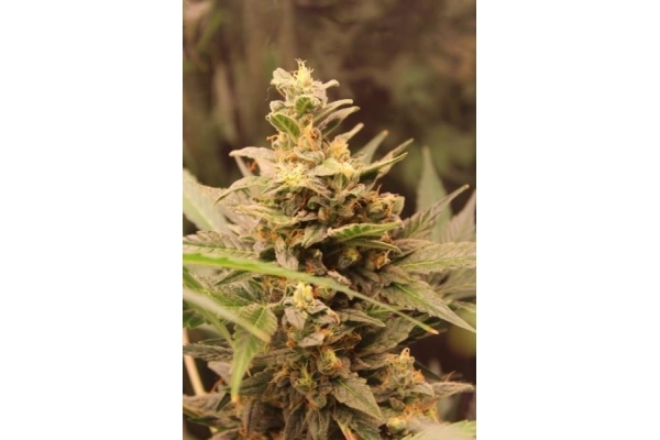 Easy Bud Autoflorescente (Royal Queen Seeds) feminizada