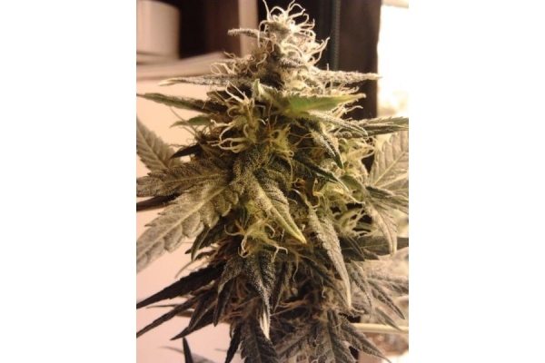Easy Bud Autoflorescente (Royal Queen Seeds) feminizada