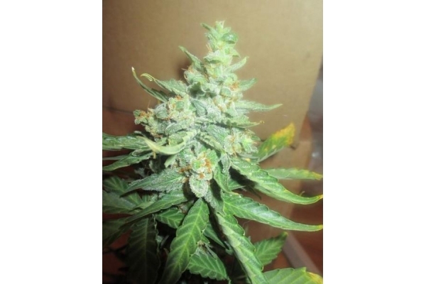 Easy Bud Autoflorescente (Royal Queen Seeds) feminizada
