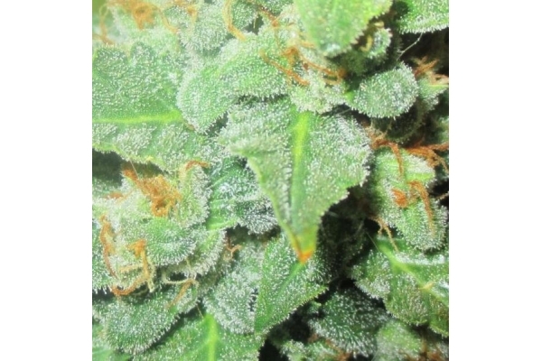 Easy Bud Autoflorescente (Royal Queen Seeds) feminizada