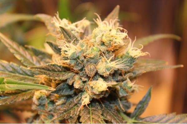 Easy Bud Autoflorescente (Royal Queen Seeds) feminizada
