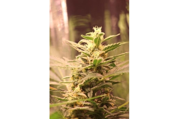 Easy Bud Autoflorescente (Royal Queen Seeds) feminizada