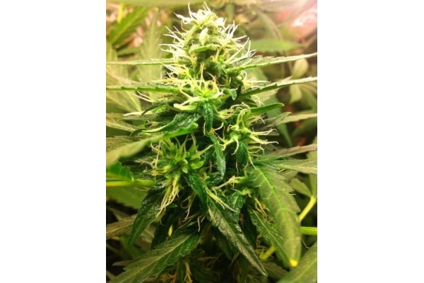 Quick One Autoflower (Royal Queen Seeds) feminizada