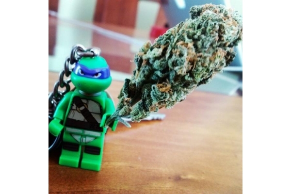 Quick One Autoflower (Royal Queen Seeds) feminizada