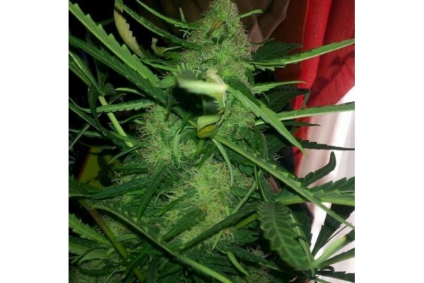 Royal Critical Autoflower (Royal Queen Seeds) feminizada Royal Critical Autoflower (Royal Queen Seeds) feminizada