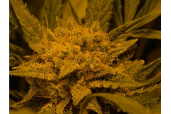 Royal Critical Autoflower (Royal Queen Seeds) feminizada Royal Critical Autoflower (Royal Queen Seeds) feminizada