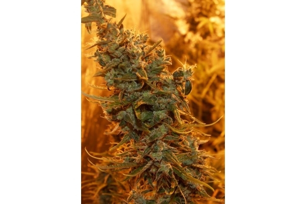 Royal Critical Autoflower (Royal Queen Seeds) feminizada