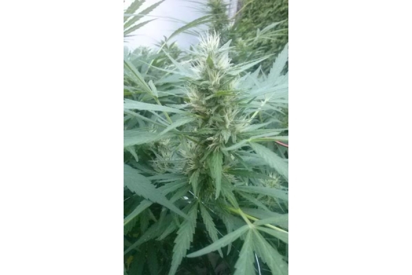 Royal Critical Autoflower (Royal Queen Seeds) feminizada Royal Critical Autoflower (Royal Queen Seeds) feminizada