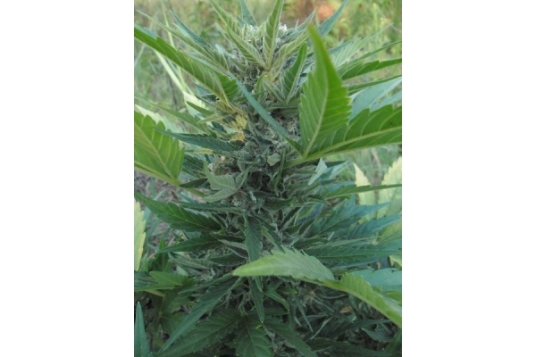 Royal Critical Autoflower (Royal Queen Seeds) feminizada Royal Critical Autoflower (Royal Queen Seeds) feminizada