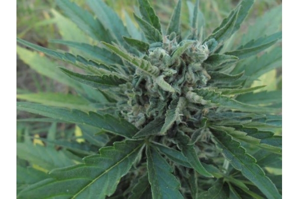 Royal Critical Autoflower (Royal Queen Seeds) feminizada Royal Critical Autoflower (Royal Queen Seeds) feminizada