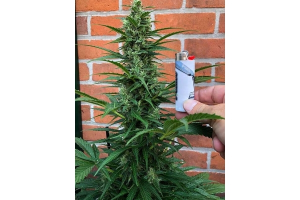 Northern Light Autoflorescente (Royal Queen Seeds) feminizada