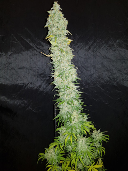 Northern Light Blue (Delicious Seeds) feminizada