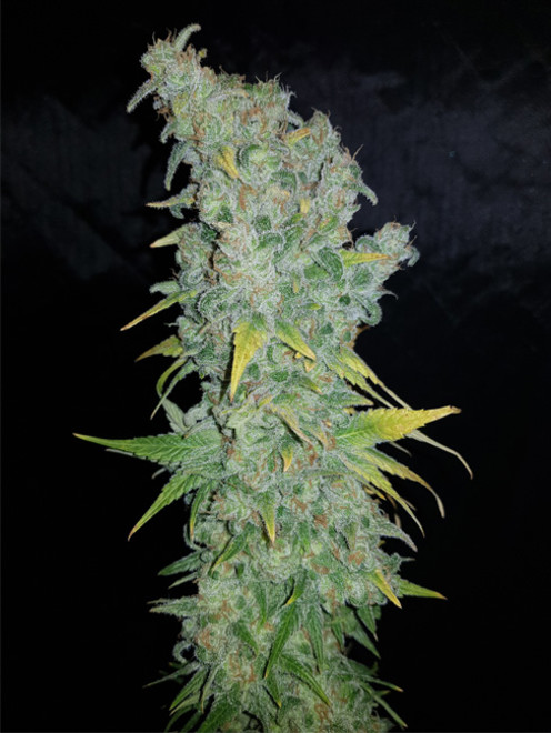 Northern Light Blue (Delicious Seeds) feminizada